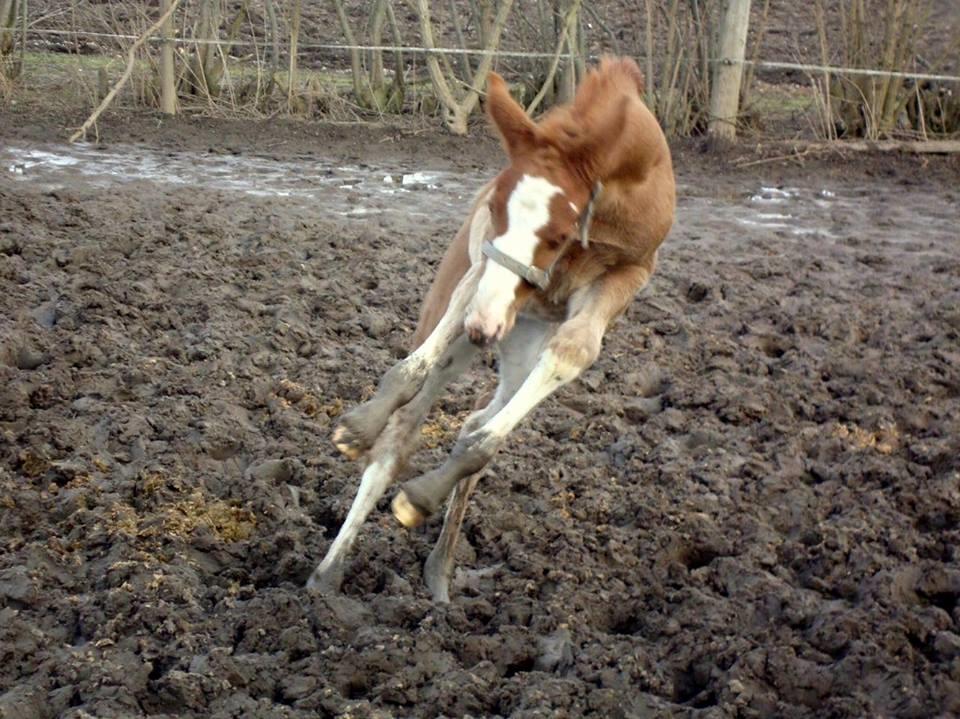 Dansk Varmblod Queenie t. billede 11