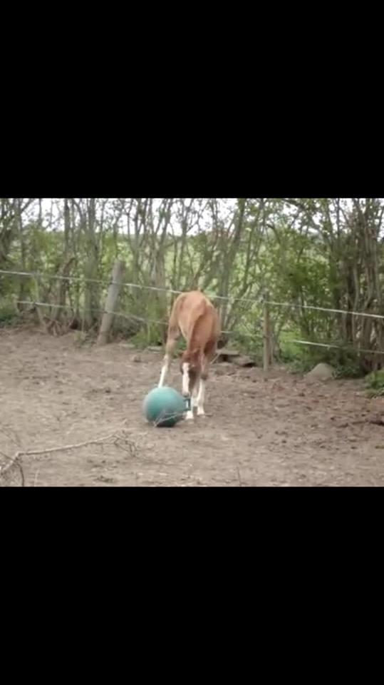 Dansk Varmblod Queenie t. billede 16