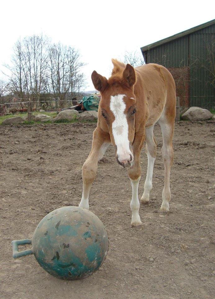 Dansk Varmblod Queenie t. billede 15