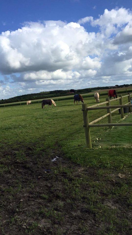 Dansk Varmblod Queenie t. - Quuenie T faldt hutigt til i flokken... billede 17