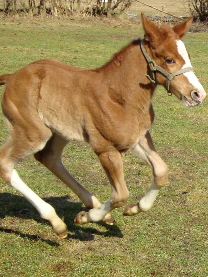 Dansk Varmblod Queenie t. billede 20