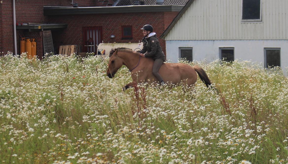 Anden særlig race Kasandra / Cazandra | - 6. juli 2016 billede 6