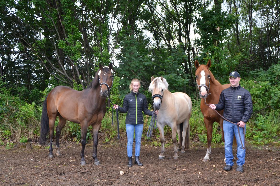Fjordhest Fox - Ragazzo Fox og Queenie T min 3 heste dog er Ragazzo her ikke længer... billede 1
