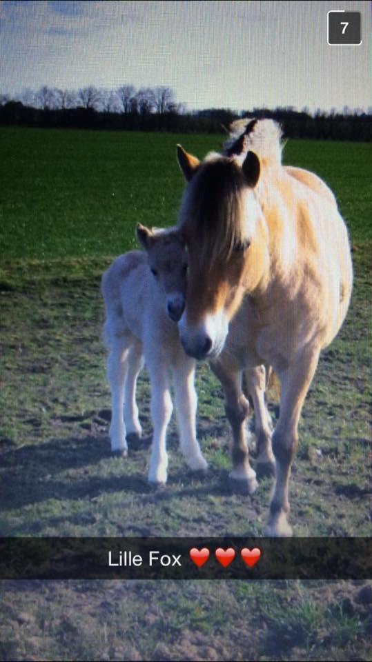 Fjordhest Fox - Fox og hans mor :) <3 billede 5