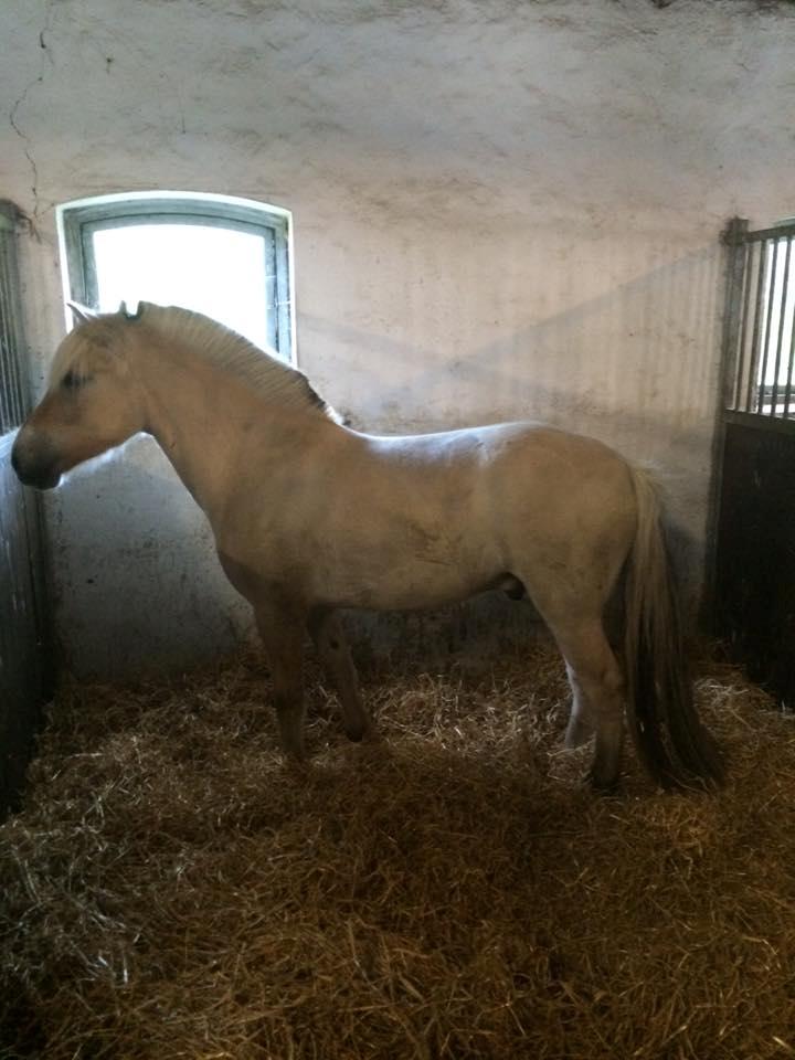 Fjordhest Fox - Fox er lige ankommet hjem til mig :) billede 3