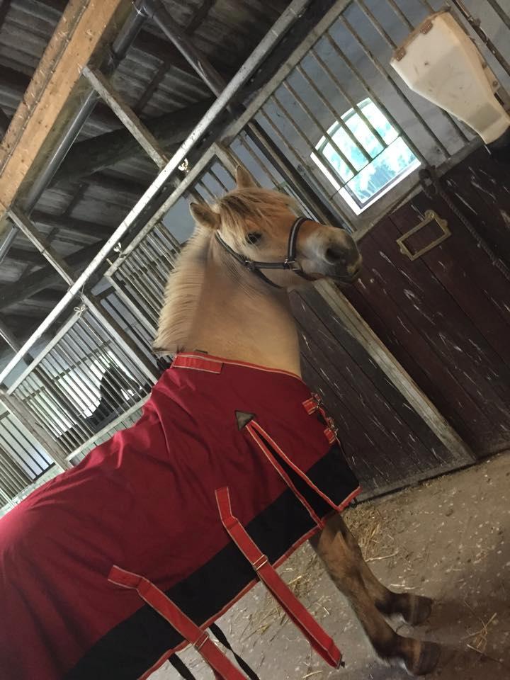 Fjordhest Fox - Fox med dækken på for første gang... billede 6