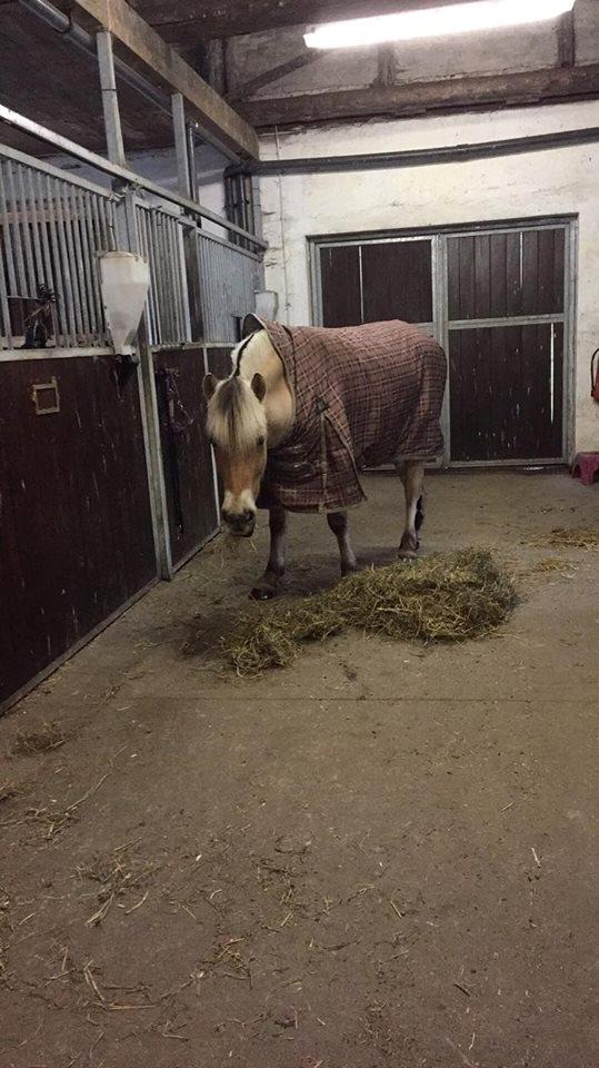 Fjordhest Fox - Fox er alles ven og venter på boksen bliver ordnet, fox og jeg ved ikke altid hvad en grime er så vi står bare der hvor vi har fået besked på ind til anede bliver sagt :) billede 7