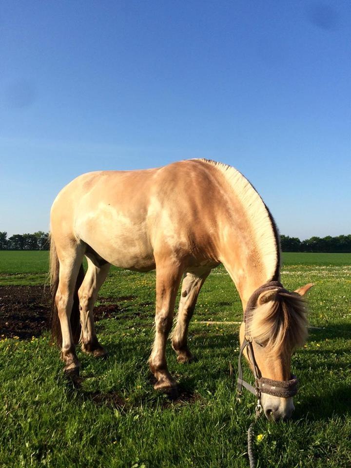 Fjordhest Fox - Smuk ny vasket hest <3 billede 9