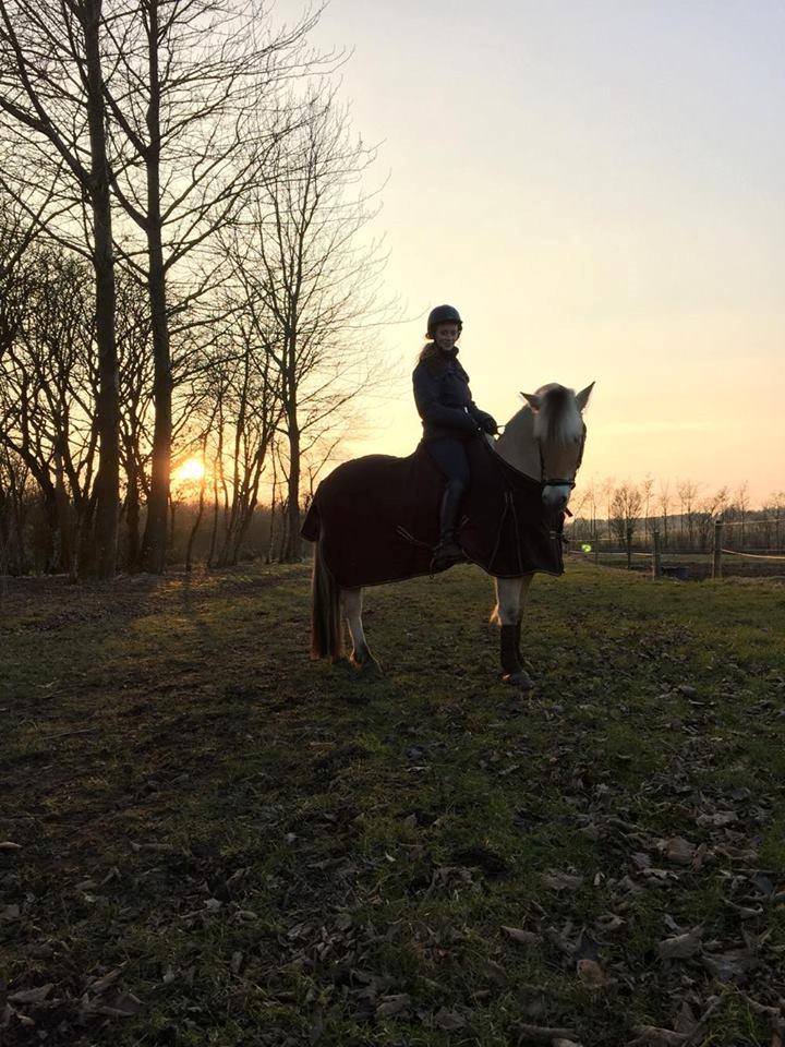 Fjordhest Fox - <3 fox billede 12