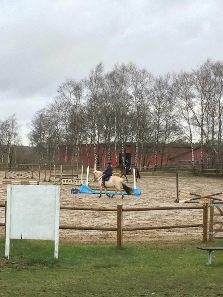 Fjordhest Fox - Første gang fox er med i byen også til spring træning i barnde. billede 10