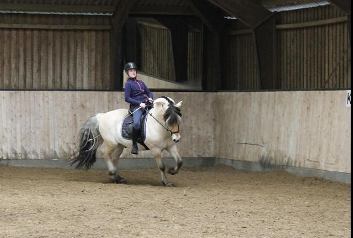 Fjordhest  Nemo Hovborg billede 11