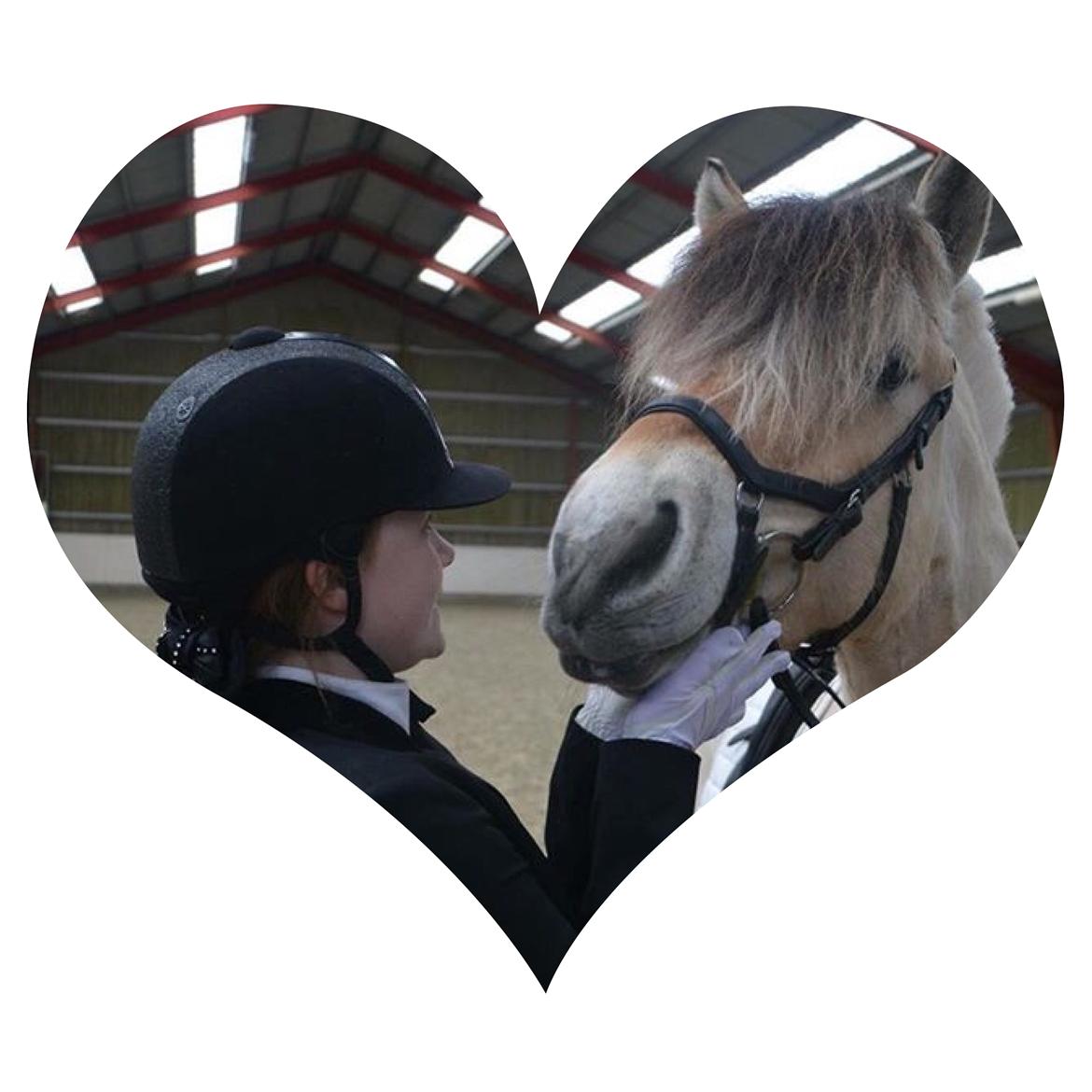 Fjordhest  Nemo Hovborg billede 16