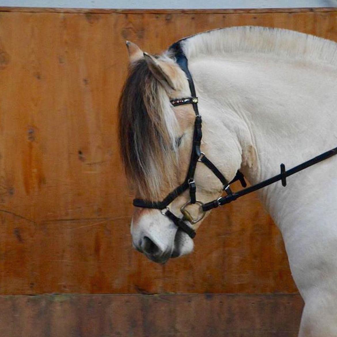 Fjordhest  Nemo Hovborg billede 17