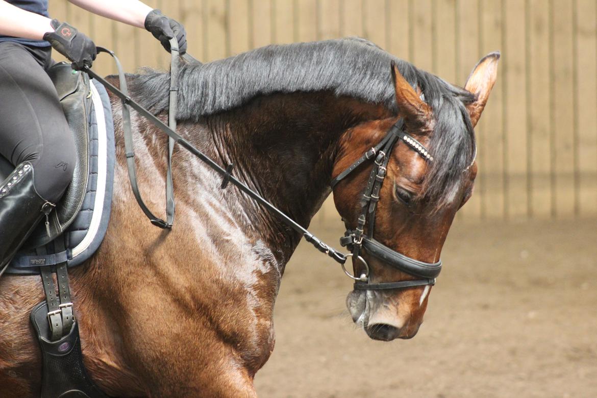 Dansk Varmblod Overgaards Victoria billede 2