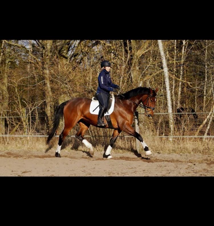 Dansk Varmblod Overgaards Victoria billede 3