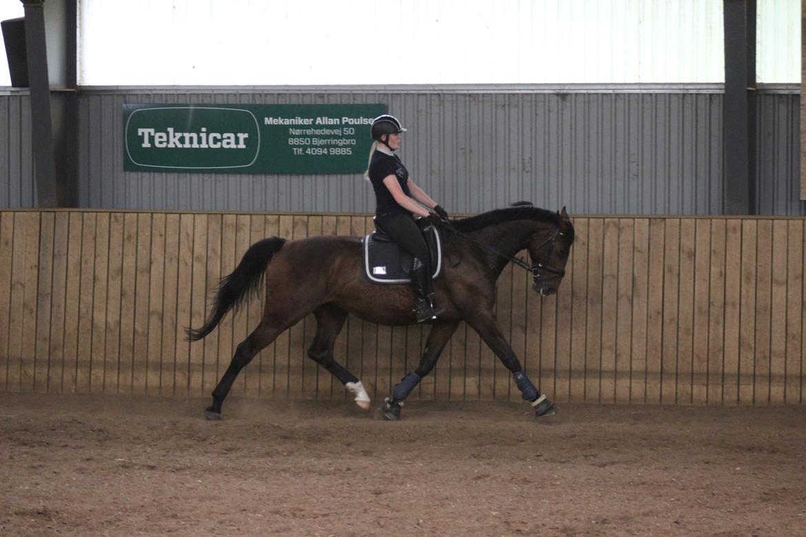 Dansk Varmblod Overgaards Victoria billede 6