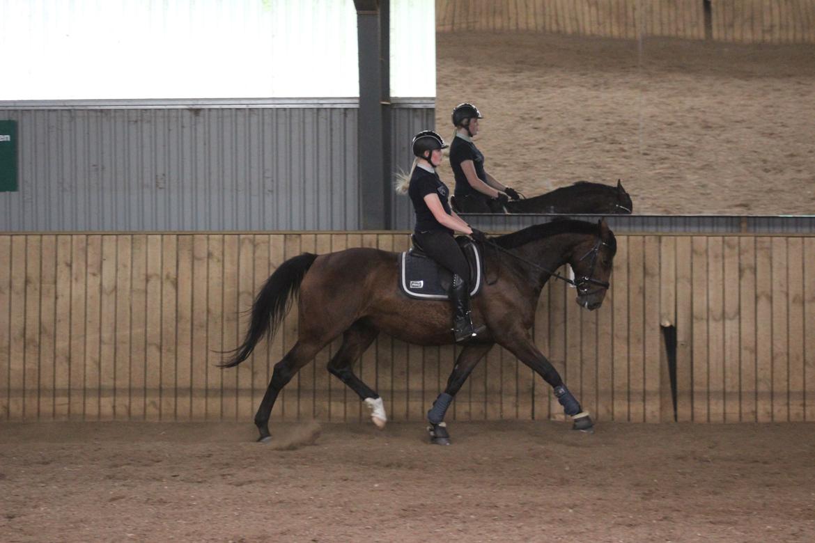 Dansk Varmblod Overgaards Victoria billede 8