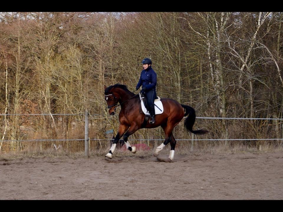 Dansk Varmblod Overgaards Victoria billede 10