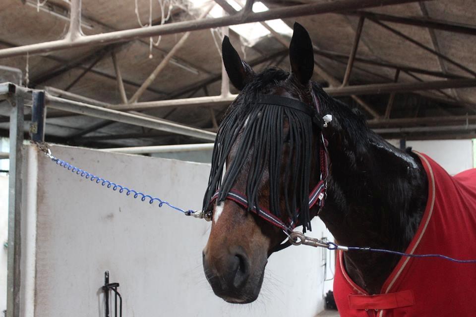 Dansk Varmblod Overgaards Victoria billede 7