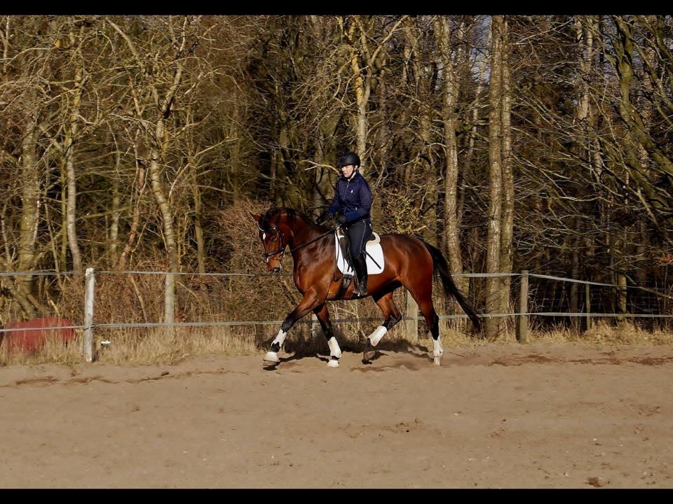 Dansk Varmblod Overgaards Victoria billede 5