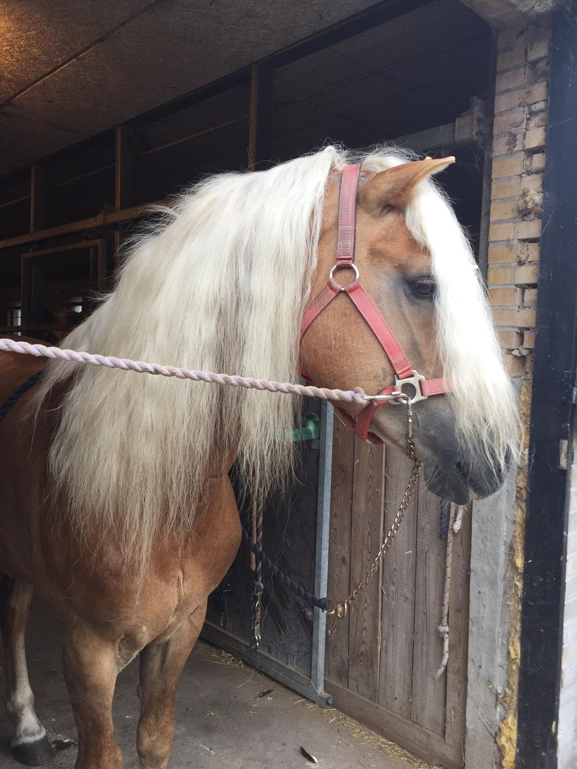 Haflinger Windos-G billede 12