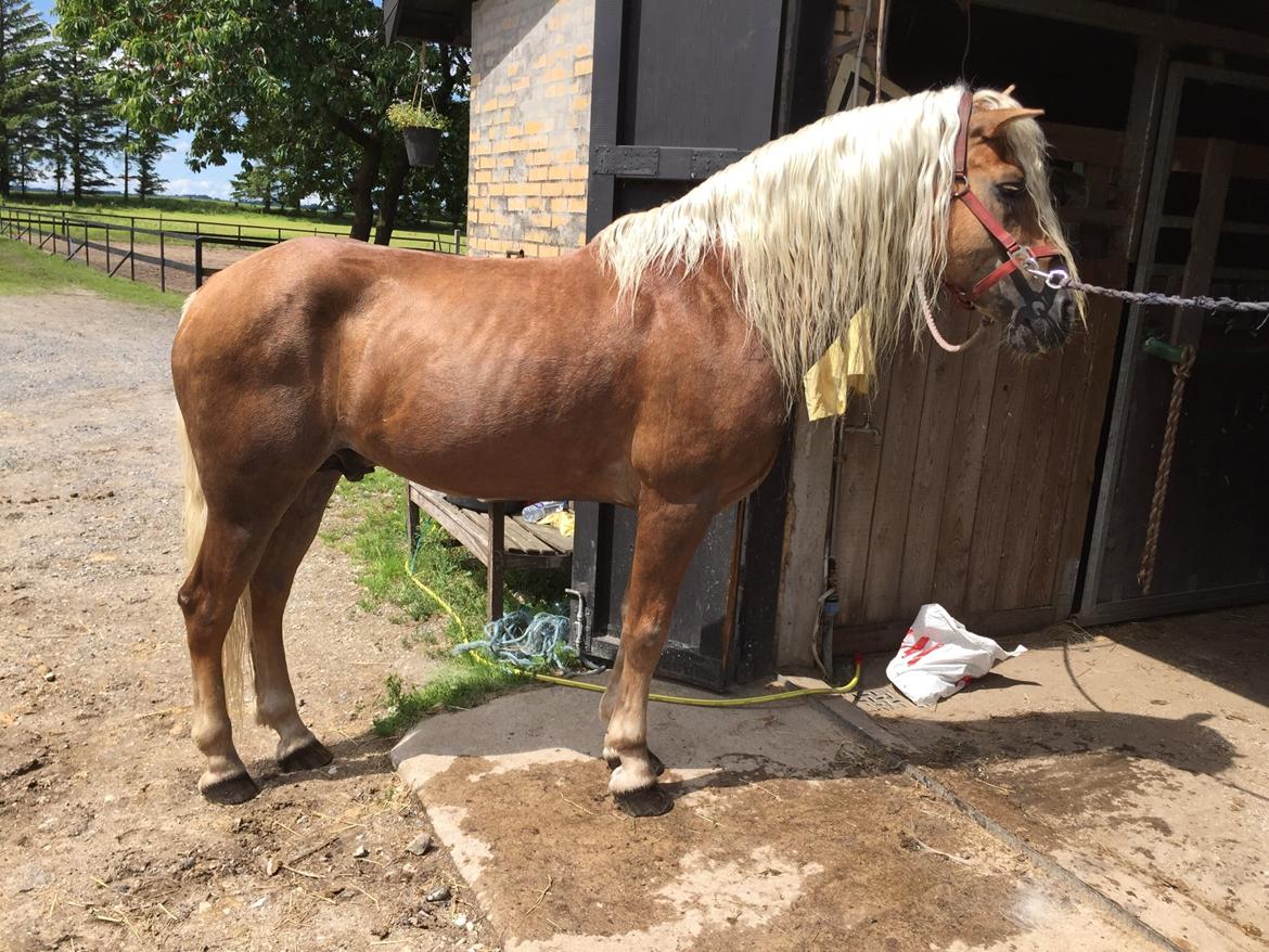 Haflinger Windos-G billede 14