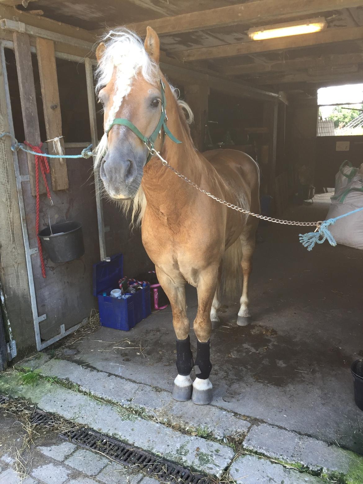 Haflinger Windos-G billede 15