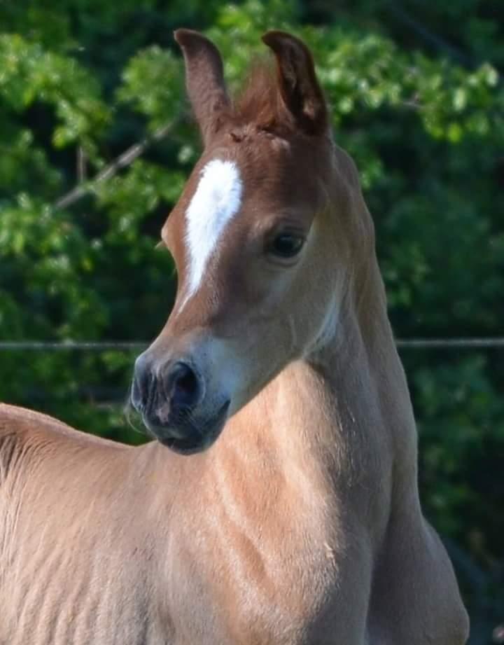 Arabisk fuldblod (OX) AWA Waseem billede 2