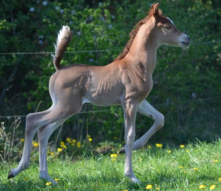 Arabisk fuldblod (OX) AWA Waseem billede 3