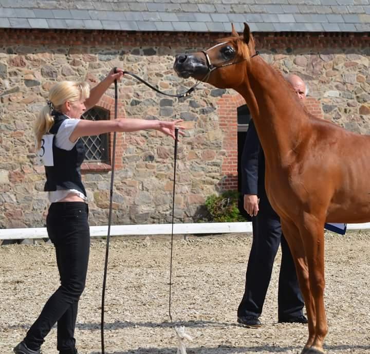 Arabisk fuldblod (OX) AWA Waseem billede 4