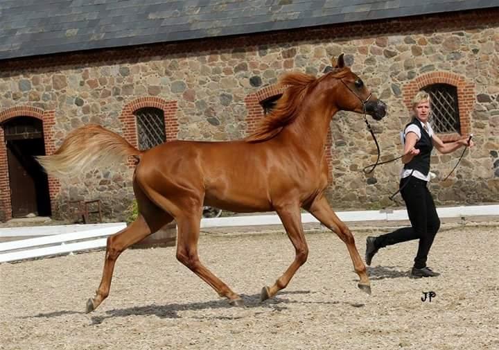 Arabisk fuldblod (OX) AWA Waseem billede 5