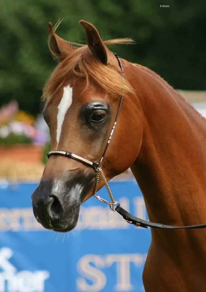 Arabisk fuldblod (OX) AWA Waseem billede 6