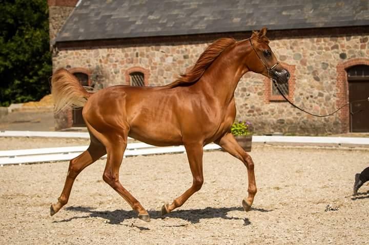 Arabisk fuldblod (OX) AWA Waseem billede 7