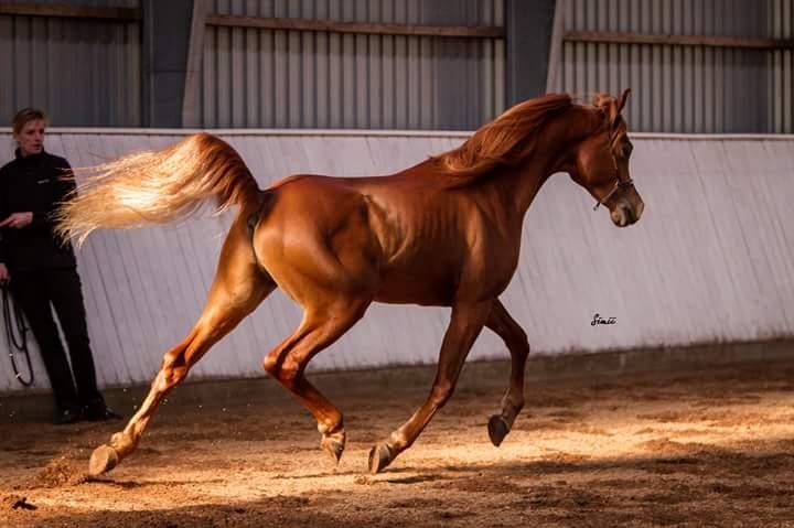 Arabisk fuldblod (OX) AWA Waseem billede 8