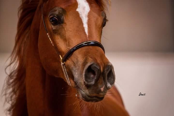 Arabisk fuldblod (OX) AWA Waseem billede 1