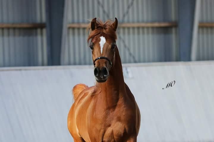 Arabisk fuldblod (OX) AWA Waseem billede 9