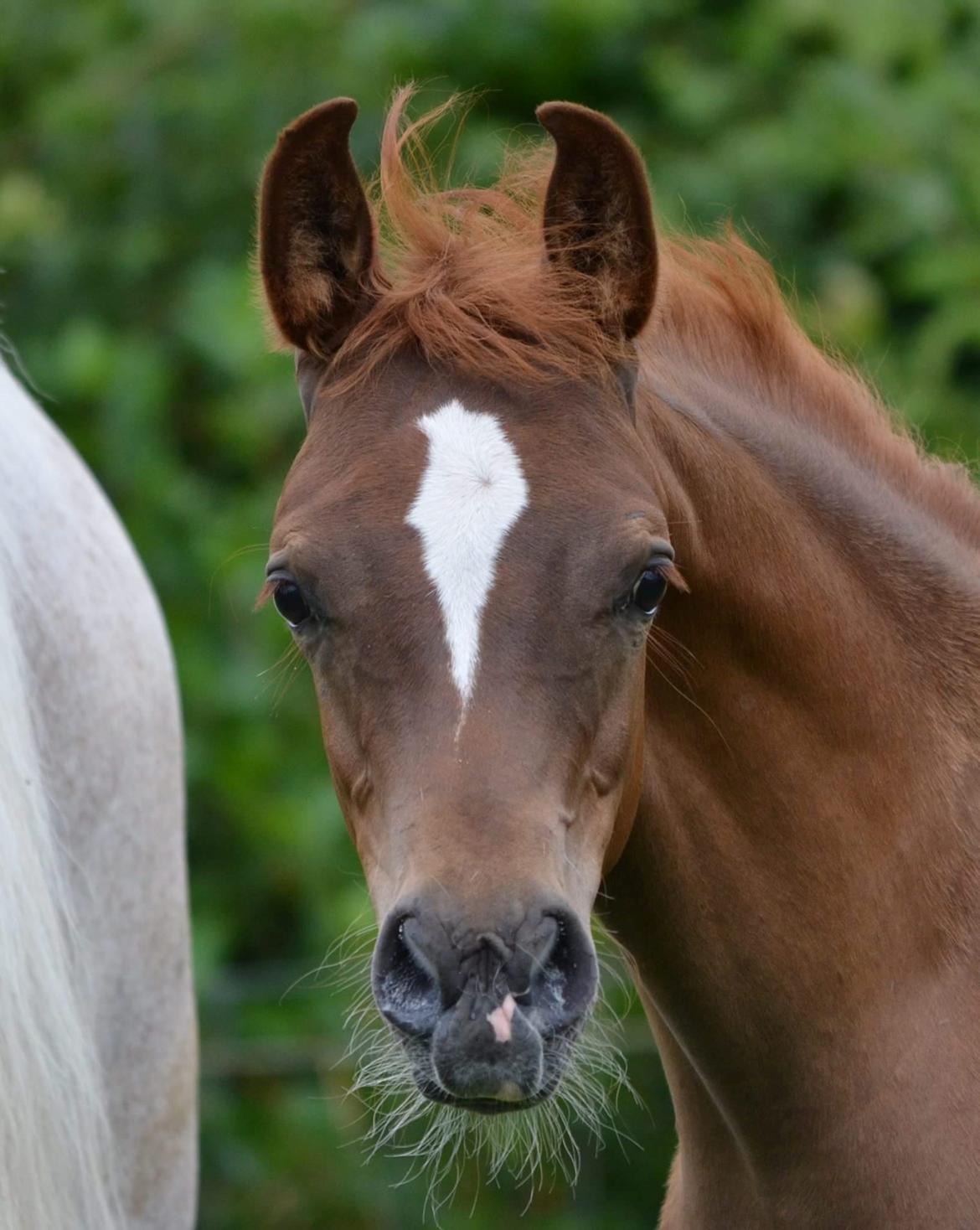 Arabisk fuldblod (OX) AWA Waseem billede 10