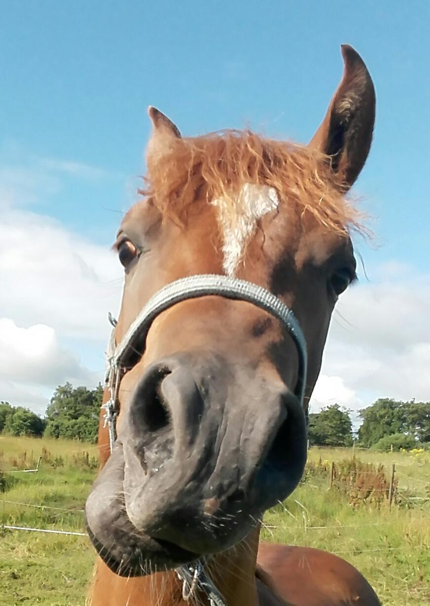 Arabisk fuldblod (OX) AWA Waseem billede 11