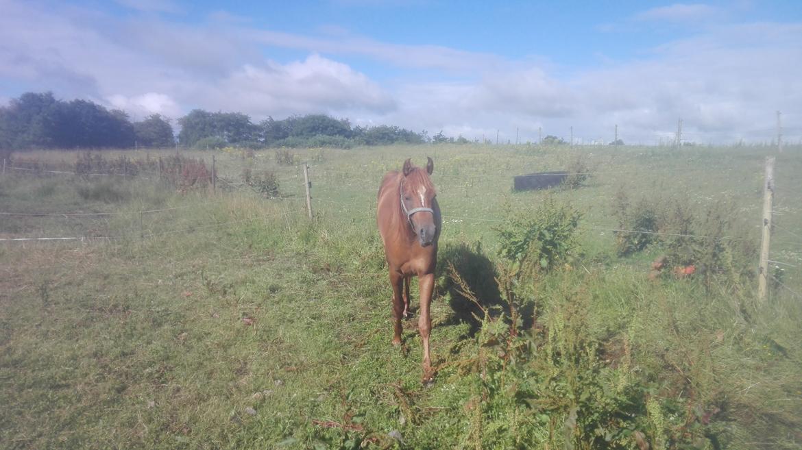 Arabisk fuldblod (OX) AWA Waseem billede 12