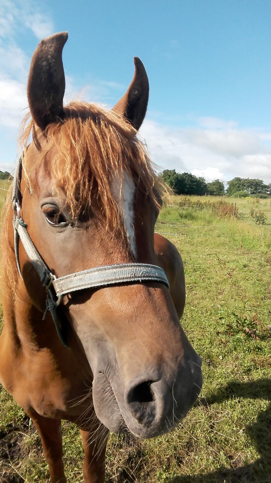 Arabisk fuldblod (OX) AWA Waseem billede 13