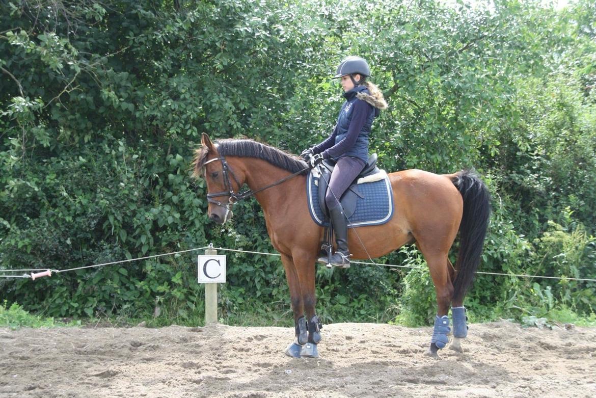 Anden særlig race Markes (pony) billede 5