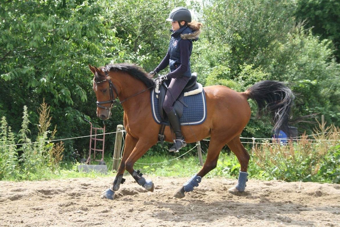 Anden særlig race Markes (pony) billede 6