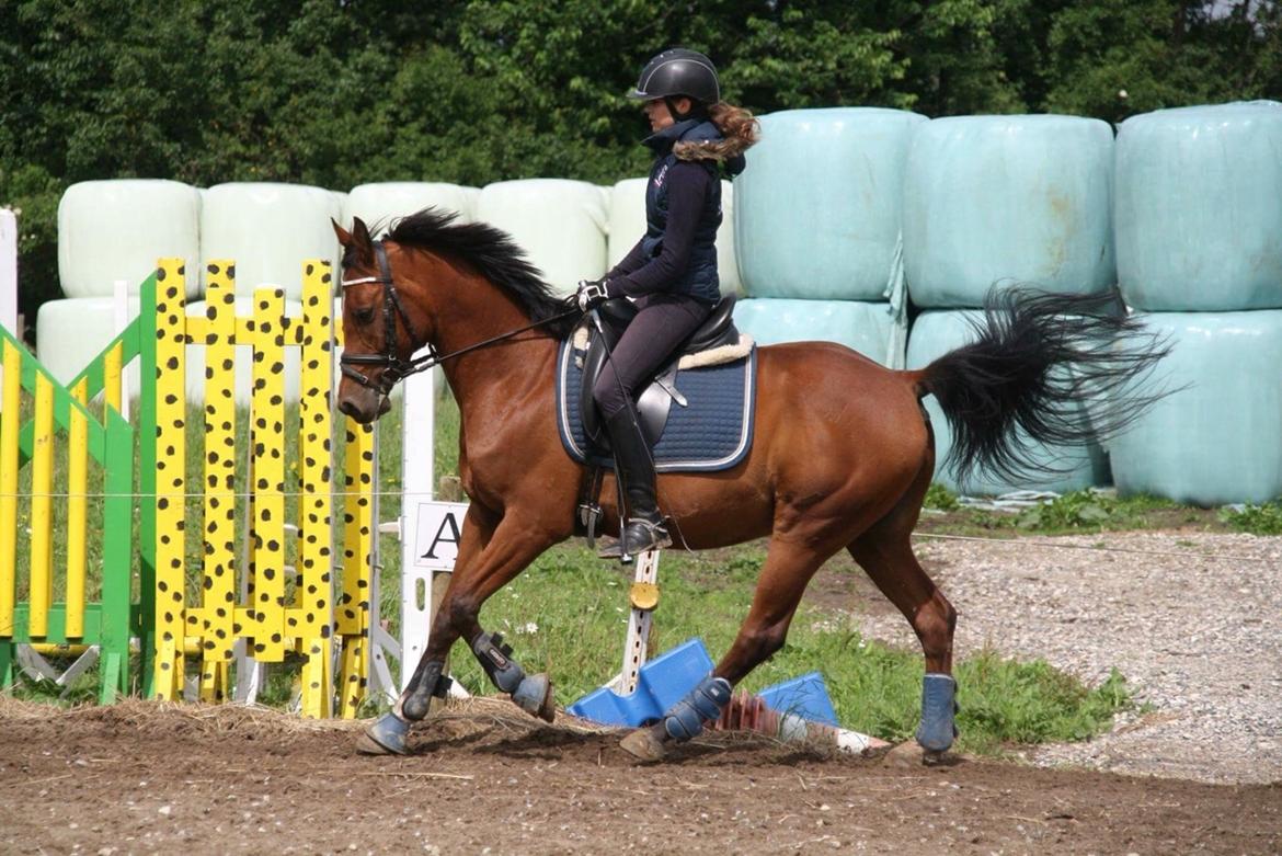 Anden særlig race Markes (pony) billede 7
