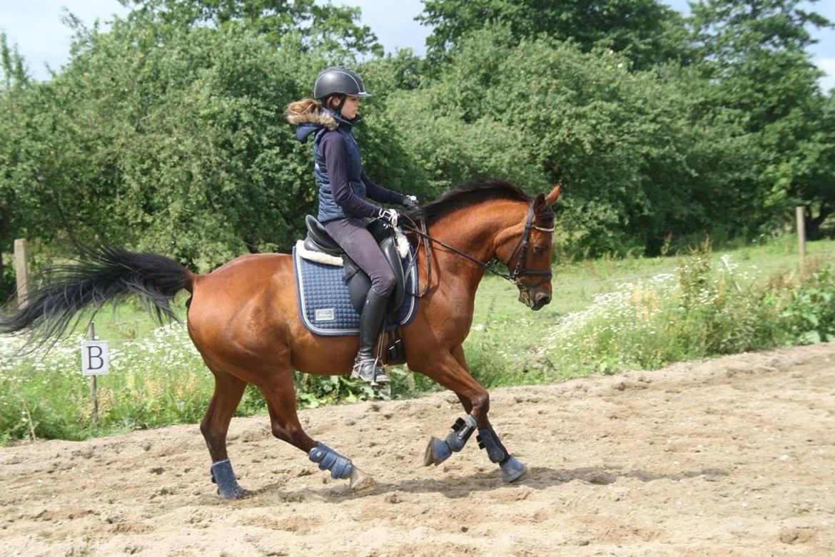 Anden særlig race Markes (pony) billede 11