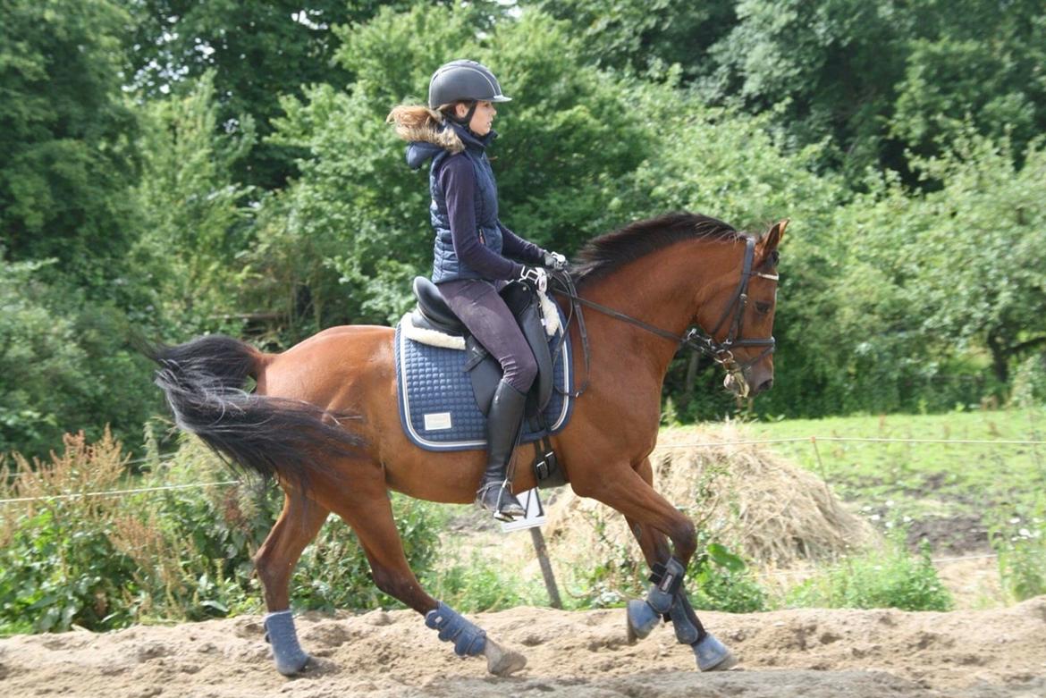 Anden særlig race Markes (pony) billede 12