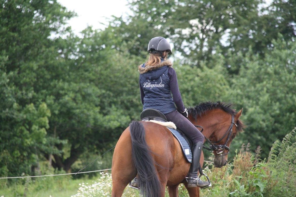 Anden særlig race Markes (pony) billede 15