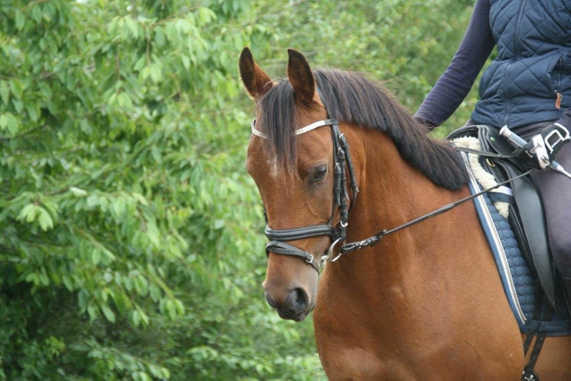 Anden særlig race Markes (pony) billede 16