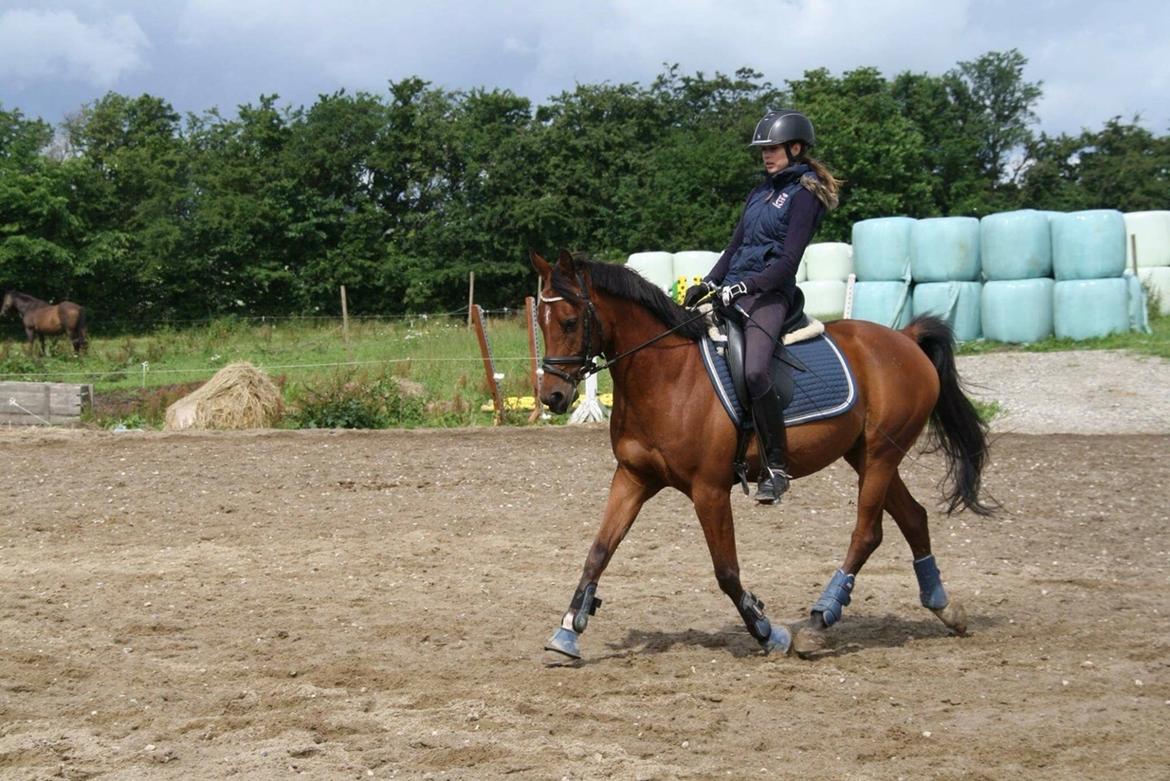 Anden særlig race Markes (pony) billede 18