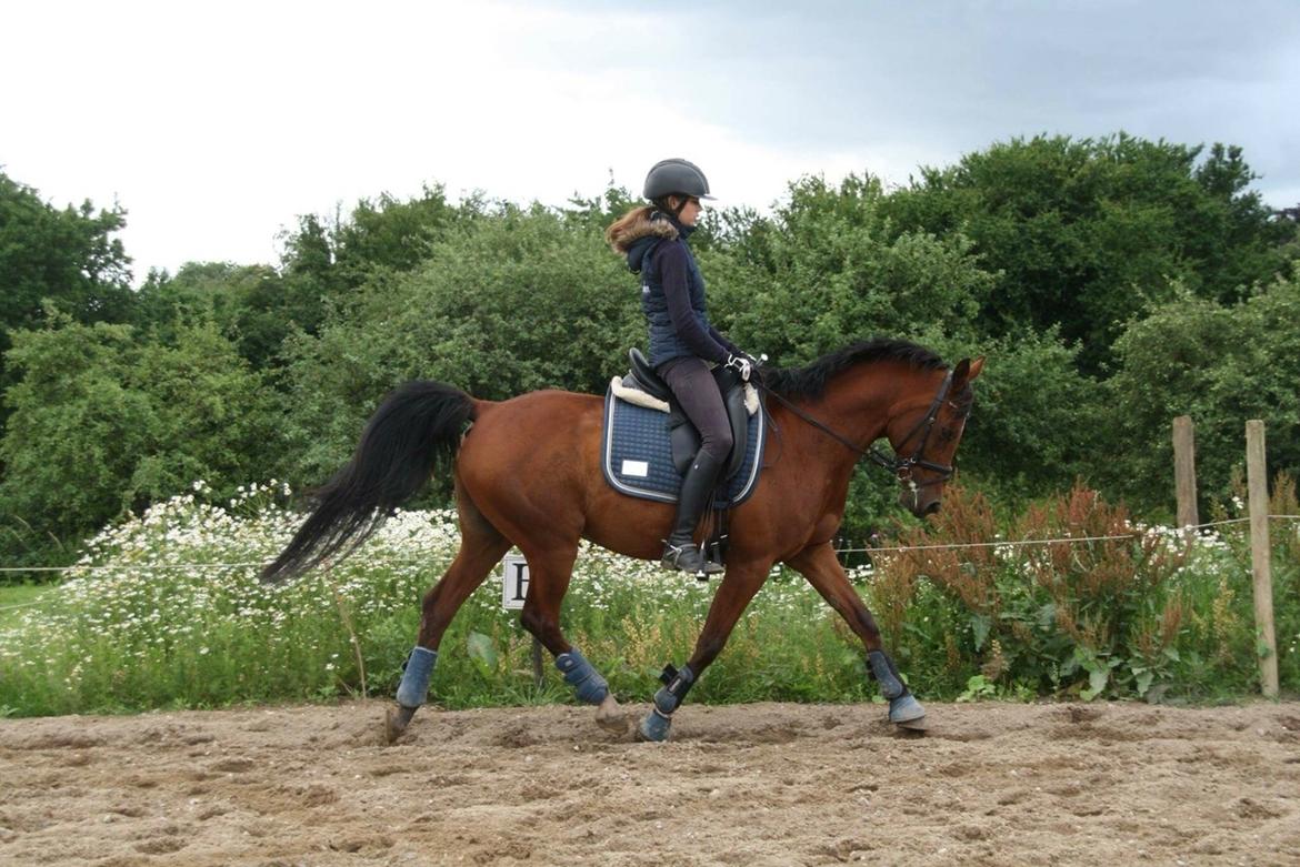 Anden særlig race Markes (pony) billede 19