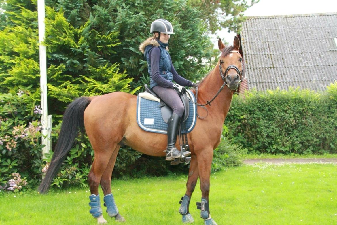 Anden særlig race Markes (pony) billede 20